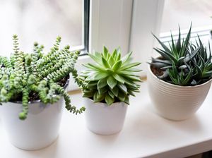 Jangan Salah Pilih! 7 Tanaman Ini Berbahaya Disimpan dalam Rumah