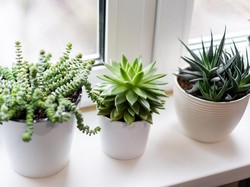 Jangan Salah Pilih! 7 Tanaman Ini Berbahaya Disimpan dalam Rumah