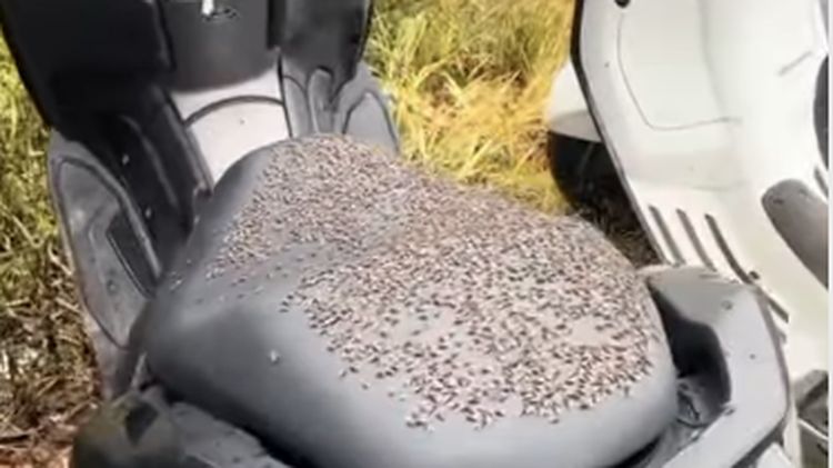 Gelombang Lalat Hantam Kintamani: Ancaman Baru Bagi Wisata Bali