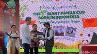 Bukan Kelahiran Panda Biasa, Satria Jadi Simbol Baru Kehangatan Indonesia-China