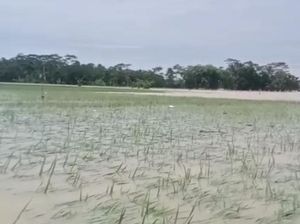 Ratusan Hektare Sawah di Pandeglang Terancam Gagal Panen Usai Kebanjiran