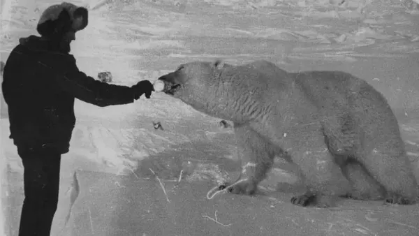 Gila atau Berani? Foto Tentara Soviet Suapi Beruang Kutub Pakai Tangan