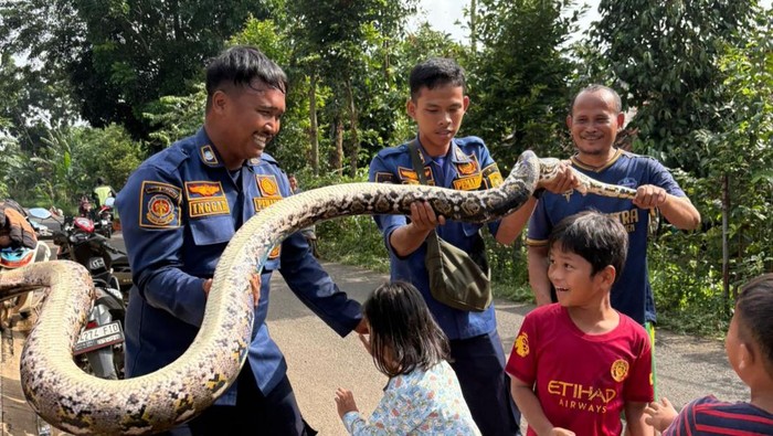 3 Meter Ular Sanca Temui Saluran Limbah RPA Cileungsi, Damkar Berjaga