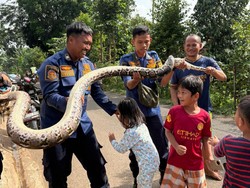Ular Sanca 3 Meter Muncul di Saluran Limbah RPA Cileungsi, Warga Lapor Damkar