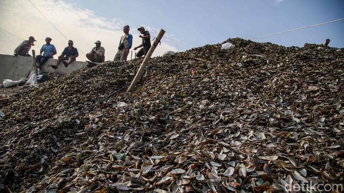 Limbah Kerang Hijau Menggunung di Cilincing, Warga Resah