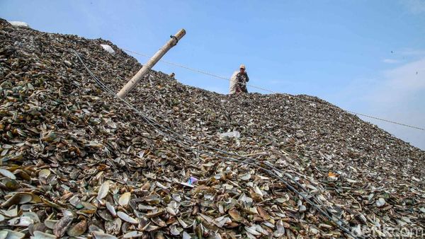 Warga Resah, Limbah Kerang Hijau Menggunung di Cilincing