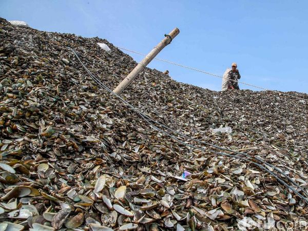 Warga Resah, Limbah Kerang Hijau Menggunung di Cilincing