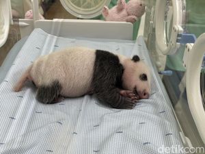 Sejarah! Bayi Panda Raksasa Lahir di Bogor