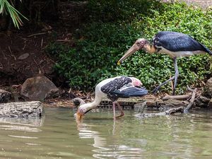 Sempat Hilang Bertahun-tahun, Bangau Jawa Muncul Lagi di Taman Nasional Vietnam