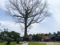 Randu Alas Berusia Ratusan Tahun Ikon Desa Tuksongo Borobudur Bakal Ditebang