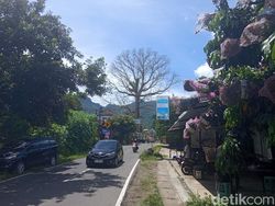Nasib Randu Alas Raksasa di Tuksongo Borobudur Masih Tunggu Kajian Tim UGM