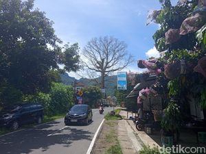 Nasib Randu Alas Raksasa di Tuksongo Borobudur Masih Tunggu Kajian Tim UGM