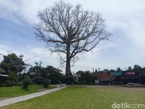 Selamatkan Pohon Randu Raksasa di Borobudur, Ahli dari UGM Dilibatkan