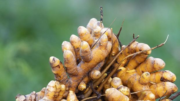 Turmeric root (Curcuma longa),Herb plant