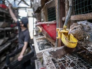 Peternakan Maggot Cimahi Sulap Sampah Organik Jadi Pakan Bernilai