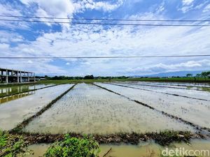 Terendam Banjir, 28 Hektare Padi di Ponorogo Terancam Gagal Panen