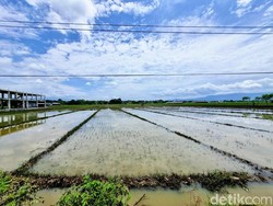 Terendam Banjir, 28 Hektare Padi di Ponorogo Terancam Gagal Panen