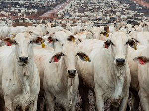 Feedlot Sapi Barretos, Potret Peternakan Modern Brasil
