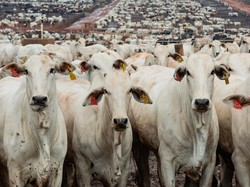 Indonesia Impor 100.000 Sapi dari Brasil