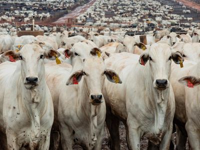 Feedlot Sapi Barretos, Potret Peternakan Modern Brasil