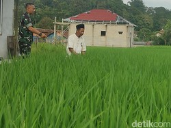 Perjuangan Aseng Garap Sawah di Cianjur Berbuah Satyalencana Wira Karya