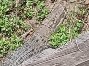 Warga Wajo Ketakutan Buaya 3 Meter Muncul di Sungai Dekat Permukiman