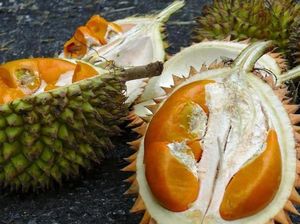 Musang King Minggir! Ini Durian Super Tembaga Bangka seharga Rp 1,5 Juta Sekilo