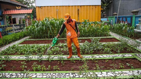 Kebun Oren Marunda Disulap Jadi Ruang Hijau Edukatif dan Produktif