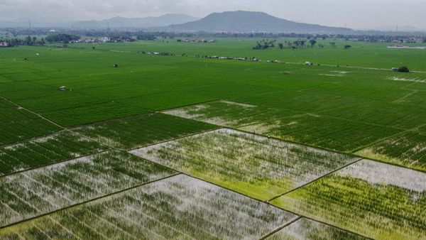 Luas Panen Padi di Banten Meningkat Sepanjang 2025