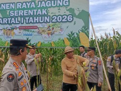 Polda Bali Panen Raya Jagung Kuartal I 2026, Target Hasil hingga 23 Ton