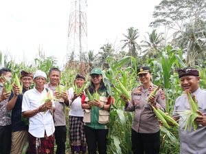 Dukung Ketahanan Pangan, Polres Gianyar Panen Raya Jagung Kuartal I 2026