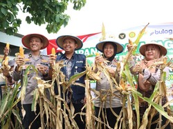 Kemitraan Polisi dan Poktan di Mojokerto Panen 1 Ton Jagung