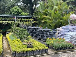 Pasar Tanaman Hias Tegallega yang Menolak Layu