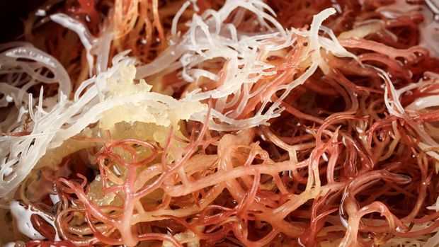 ilustrasi sea moss atau rumput laut gel