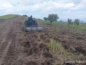 Pemkab Flores Timur Alokasikan Rp 12 Miliar untuk Pengadaan 700 Sapi-5.000 Ayam