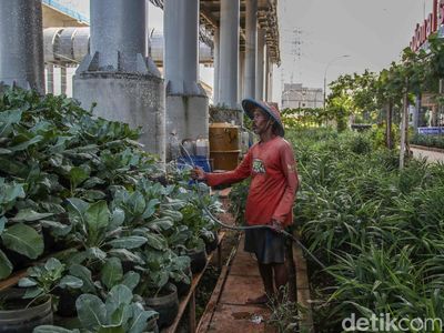 Warga Kampung Susun Bayam Hidup Mandiri dengan Bertani