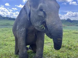 Video Ini Erin, Gajah Sumatera yang Kehilangan Belalai dan Rasa Percaya Diri