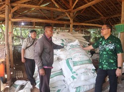 Kuningan Larang Sawit, Petani Didorong Beralih ke Kelapa Genjah
