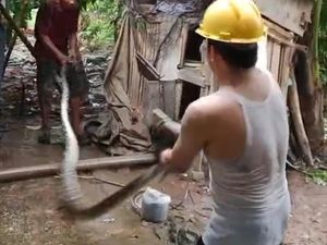Ular Sanca 5 Meter Masuk Kandang Ternak Warga di Lebak, Mangsa 2 Ekor Ayam