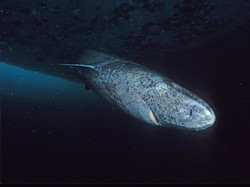 Punya Kualitas Baik, Mata Hiu Greenland Mungkin Bermanfaat bagi Manusia