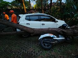 Pohon di Kampus Undiksha Tumbang, 2 Motor Rusak