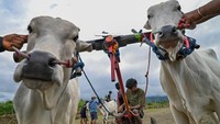 Posilumba Japi, Tradisi Balap Sapi Usai Panen di Sigi