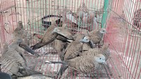 45 Burung Selundupan Disita di Maumere, Pelakunya Tak Ditemukan