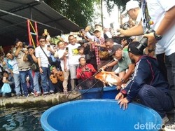 Ribuan Koi Senilai Rp 4 Miliar Ditebar di Situ Cipanten