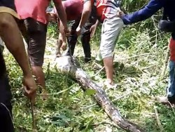 Ular Piton 7 Meter di Buton Mati Ditebas Usai Telan Kambing Warga