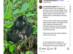 Kabar Gembira, Gorila Gunung Afrika nan Langka Lahirkan Bayi Kembar