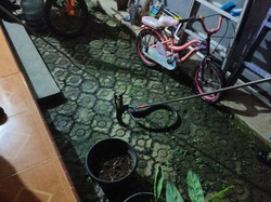 Cerita Udin Bertemu Raja Ular Agresif di Pekarangan Rumah