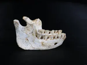 Nenek Moyang Manusia Ditemukan di Afrika, Kandidat Terkuat