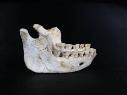 Nenek Moyang Manusia Ditemukan di Afrika, Kandidat Terkuat