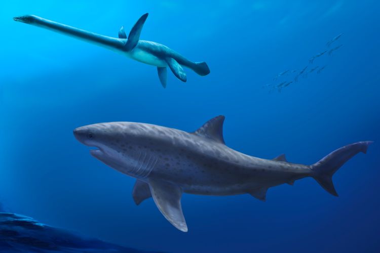 Hiu Purba Raksasa Pra-Megalodon: Ukuran Sejati Terungkap